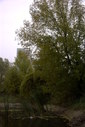 Файл=IMAG0099.JPG
Объём=311KB
Размеры=800x1195
Дата=Апр 12, 2009 IMAG0099.JPG