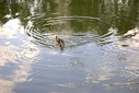 Файл=IMAG0235.JPG
Объём=252KB
Размеры=1195x800
Дата=Апр 12, 2009 IMAG0235.JPG