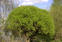 Файл=IMAG0287.JPG
Объём=438KB
Размеры=1195x800
Дата=Апр 12, 2009 IMAG0287.JPG