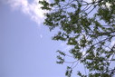 Файл=IMAG0293.JPG
Объём=276KB
Размеры=1195x800
Дата=Апр 12, 2009 IMAG0293.JPG
