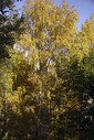 Файл=IMAG0124.JPG
Объём=468KB
Размеры=800x1195
Дата=Апр 12, 2009 IMAG0124.JPG