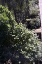 Файл=IMAG0350.JPG
Объём=409KB
Размеры=800x1195
Дата=Апр 12, 2009 IMAG0350.JPG