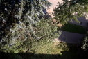 Файл=IMAG0388.JPG
Объём=399KB
Размеры=1195x800
Дата=Апр 12, 2009 IMAG0388.JPG