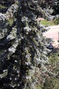 Файл=IMAG0389.JPG
Объём=313KB
Размеры=600x896
Дата=Апр 12, 2009 IMAG0389.JPG