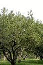 Файл=IMAG0017.JPG
Объём=400KB
Размеры=800x1195
Дата=Апр 12, 2009 IMAG0017.JPG