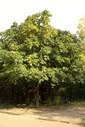 Файл=IMAG0029.JPG
Объём=352KB
Размеры=800x1195
Дата=Апр 12, 2009 IMAG0029.JPG