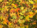 Файл=IMG_0831.JPG
Объём=2597KB
Размеры=2304x1736
Дата=Янв 08, 2012 IMG_0831.JPG