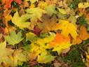 Файл=IMG_0832.JPG
Объём=2205KB
Размеры=2304x1736
Дата=Янв 08, 2012 IMG_0832.JPG