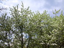 Файл=IMG_1413.JPG
Объём=3040KB
Размеры=2304x1736
Дата=Янв 08, 2012 IMG_1413.JPG