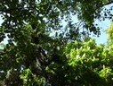 Файл=IMG_1603.JPG
Объём=2806KB
Размеры=2304x1736
Дата=Янв 08, 2012 IMG_1603.JPG