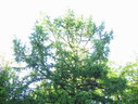 Файл=IMG_5759.JPG
Объём=2135KB
Размеры=2304x1736
Дата=Янв 08, 2012 IMG_5759.JPG