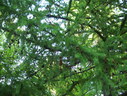 Файл=IMG_5761.JPG
Объём=2939KB
Размеры=2304x1736
Дата=Янв 08, 2012 IMG_5761.JPG
