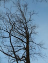 Файл=IMG_1257.JPG
Объём=2529KB
Размеры=1736x2304
Дата=Янв 08, 2012 IMG_1257.JPG
