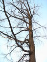 Файл=IMG_1259.JPG
Объём=2538KB
Размеры=1736x2304
Дата=Янв 08, 2012 IMG_1259.JPG