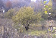 Файл=27049.JPG
Объём=102KB
Размеры=640x429
Дата=Апр 05, 2009 27049.JPG