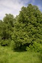 Файл=27056.JPG
Объём=108KB
Размеры=429x640
Дата=Апр 05, 2009 27056.JPG