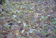Файл=27072.JPG
Объём=120KB
Размеры=640x429
Дата=Апр 05, 2009 27072.JPG