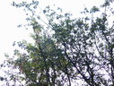 Файл=IMG_2393.JPG
Объём=2479KB
Размеры=2304x1736
Дата=Янв 08, 2012 IMG_2393.JPG