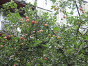 Файл=IMG_2396.JPG
Объём=2138KB
Размеры=2304x1736
Дата=Янв 08, 2012 IMG_2396.JPG