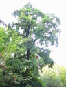 Файл=IMG_2397.JPG
Объём=2376KB
Размеры=1736x2304
Дата=Янв 08, 2012 IMG_2397.JPG