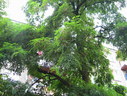 Файл=IMG_2398.JPG
Объём=2802KB
Размеры=2304x1736
Дата=Янв 08, 2012 IMG_2398.JPG