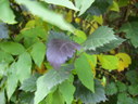 Файл=IMG_2399.JPG
Объём=1552KB
Размеры=2304x1736
Дата=Янв 08, 2012 IMG_2399.JPG