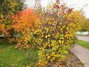 Файл=IMG_2460.JPG
Объём=2475KB
Размеры=2304x1736
Дата=Янв 08, 2012 IMG_2460.JPG