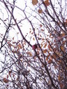 Файл=IMG_2490.JPG
Объём=2185KB
Размеры=1736x2304
Дата=Янв 08, 2012 IMG_2490.JPG