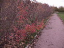 Файл=IMG_2492.JPG
Объём=2476KB
Размеры=2304x1736
Дата=Янв 08, 2012 IMG_2492.JPG