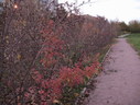 Файл=IMG_2493.JPG
Объём=2348KB
Размеры=2304x1736
Дата=Янв 08, 2012 IMG_2493.JPG