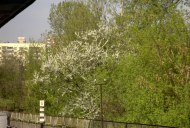 Файл=33035.JPG
Объём=108KB
Размеры=640x429
Дата=Апр 05, 2009 33035.JPG