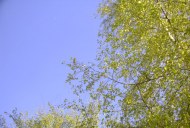 Файл=36040.JPG
Объём=101KB
Размеры=640x429
Дата=Апр 05, 2009 36040.JPG
