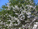 Файл=IMG_1482.JPG
Объём=3513KB
Размеры=2304x1736
Дата=Янв 08, 2012 IMG_1482.JPG