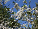 Файл=IMG_1483.JPG
Объём=2560KB
Размеры=2304x1736
Дата=Янв 08, 2012 IMG_1483.JPG