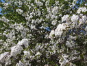 Файл=IMG_1485.JPG
Объём=3274KB
Размеры=2304x1736
Дата=Янв 08, 2012 IMG_1485.JPG