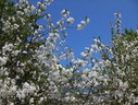 Файл=IMG_1486.JPG
Объём=2862KB
Размеры=2304x1736
Дата=Янв 08, 2012 IMG_1486.JPG