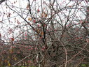 Файл=IMG_2525.JPG
Объём=2565KB
Размеры=2304x1736
Дата=Янв 08, 2012 IMG_2525.JPG