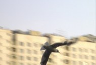 Файл=43004.JPG
Объём=30KB
Размеры=640x429
Дата=Апр 05, 2009 43004.JPG