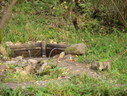 Файл=IMG_2469.JPG
Объём=2352KB
Размеры=2304x1736
Дата=Янв 08, 2012 IMG_2469.JPG