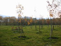 Файл=IMG_2476.JPG
Объём=1746KB
Размеры=2304x1736
Дата=Янв 08, 2012 IMG_2476.JPG