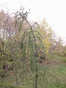Файл=IMG_2486.JPG
Объём=2229KB
Размеры=1736x2304
Дата=Янв 08, 2012 IMG_2486.JPG