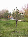 Файл=IMG_2487.JPG
Объём=2041KB
Размеры=1736x2304
Дата=Янв 08, 2012 IMG_2487.JPG