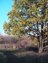 Файл=IMG_4847.JPG
Объём=3018KB
Размеры=1736x2304
Дата=Янв 08, 2012 IMG_4847.JPG
