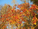 Файл=IMG_4862.JPG
Объём=3610KB
Размеры=2304x1736
Дата=Янв 08, 2012 IMG_4862.JPG