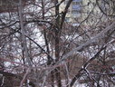 Файл=IMG_1073.JPG
Объём=2980KB
Размеры=2304x1736
Дата=Янв 08, 2012 IMG_1073.JPG