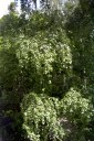 Файл=55019.JPG
Объём=124KB
Размеры=429x640
Дата=Апр 05, 2009 55019.JPG