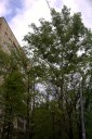 Файл=52067.JPG
Объём=99KB
Размеры=429x640
Дата=Апр 05, 2009 52067.JPG