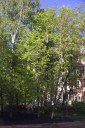 Файл=52090.JPG
Объём=119KB
Размеры=429x640
Дата=Апр 05, 2009 52090.JPG