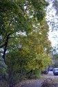 Файл=52095.JPG
Объём=126KB
Размеры=429x640
Дата=Апр 05, 2009 52095.JPG