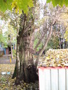 Файл=IMG_0859.JPG
Объём=2844KB
Размеры=1736x2304
Дата=Янв 08, 2012 IMG_0859.JPG